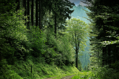 Green Treks: How We Keep the Himalayas Clean